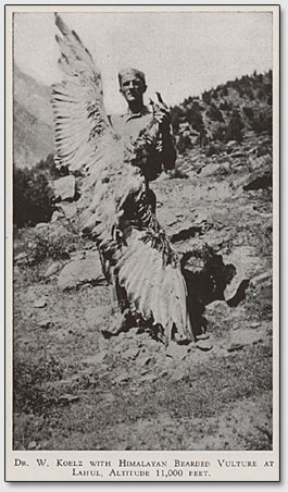 Доктор У.Коэлз с гималайским орлом на высоте 11000 футов (3400 м.)